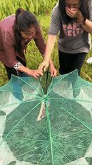 Foldable Hexagon Octagon Fishing Net 6/8/10 Holes Nylon Retractable Fish Trap for Shrimp, Crab, Eel & Lobster